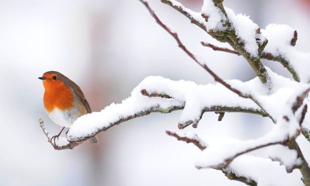 Here's another inhabitant of northern Britain: a robin sits on a snow covered branch in a garden in Northumberland.