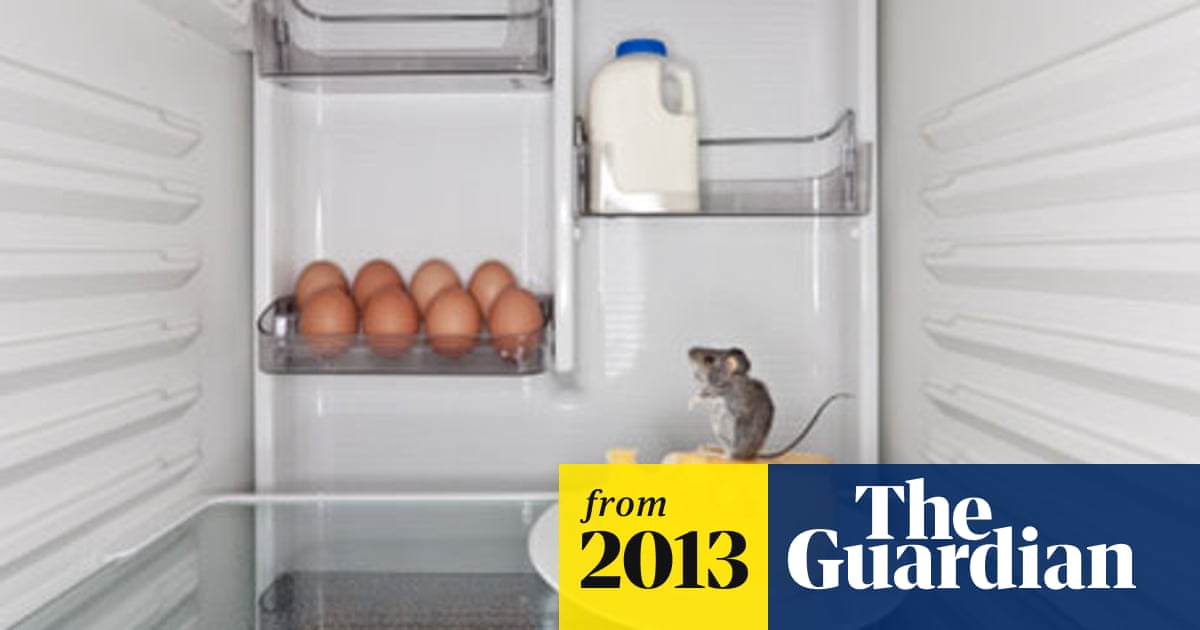 Can Mice Get Inside Refrigerator? Shocking Truth Revealed!