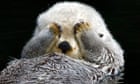 A sea otter