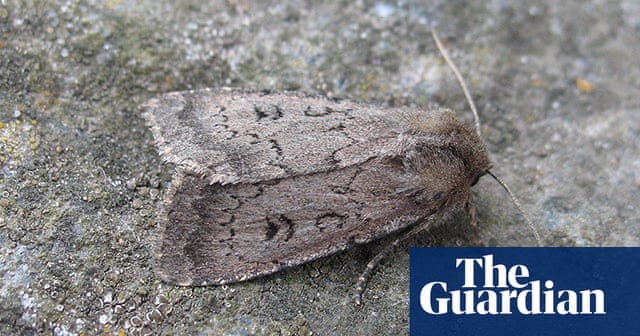 The moths vanishing from Britain's night skies - in pictures ...