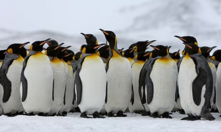 Detroit Zoo Floats Plan For 21m Penguinarium To Open In 2015 Detroit The Guardian