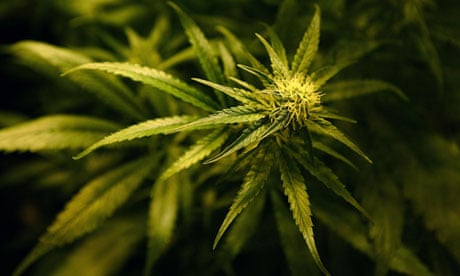 A plant growing at a cannabis farm