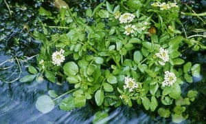 Watercress