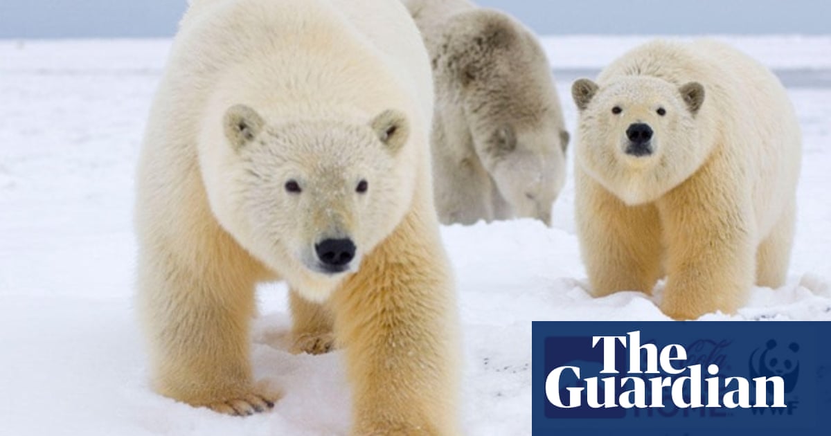 green ngos cannot take big business cash and save planet environmental activism the guardian