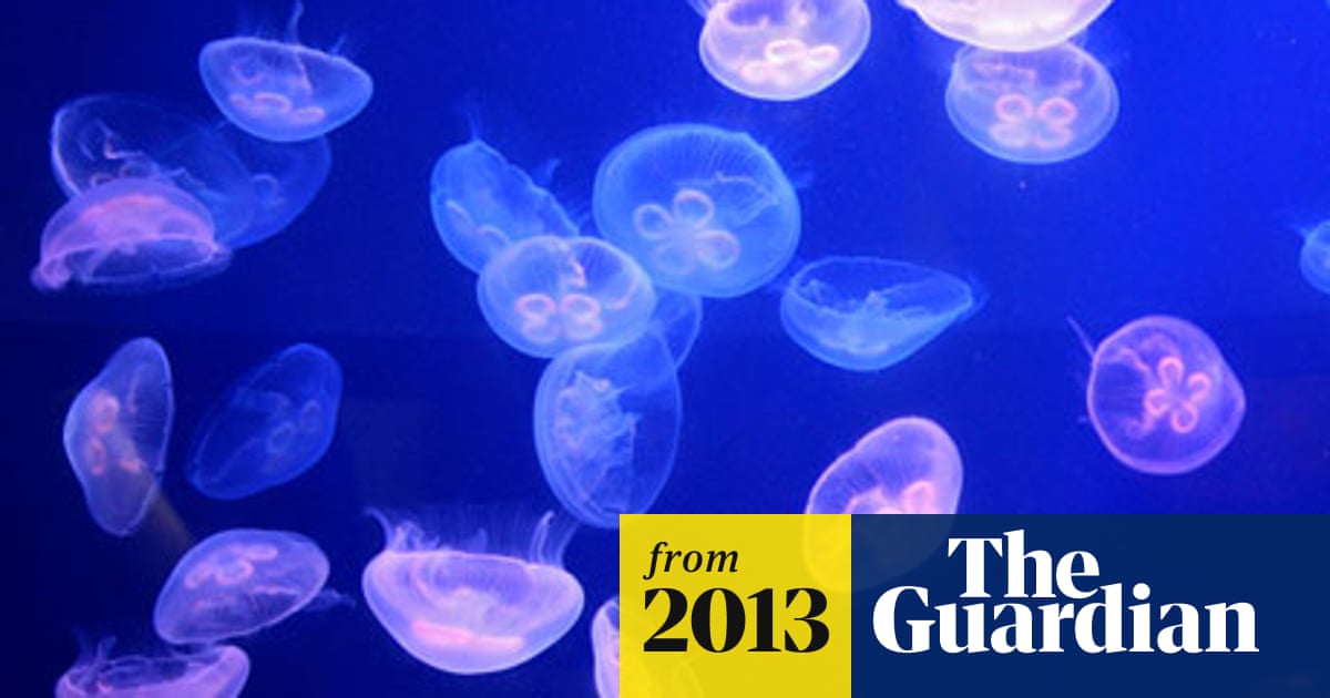 Jellyfish Clog Pipes Of Swedish Nuclear Reactor Forcing Plant Shutdown Sweden The Guardian Jellyfish Clog Pipes Of Swedish Nuclear Reactor Forcing Plant Shutdown Sweden The Guardian
