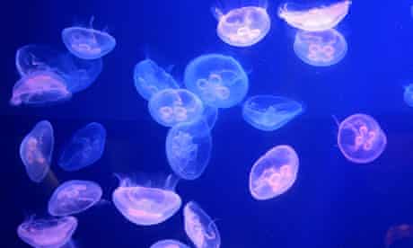 Moon jellyfish, like this captive colony, entered the Oskarshamn plant's cool water pipes, caused st