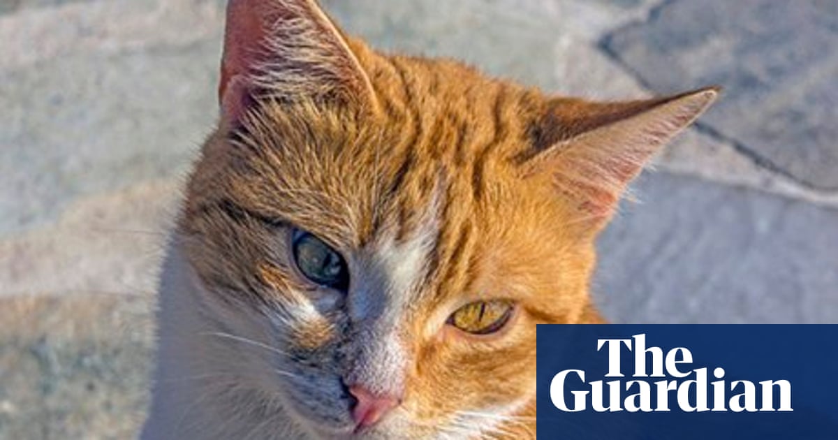 Stray Ginger Cats The Pros And Cons Of Taking One In Life And