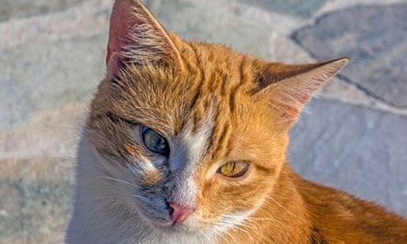 my cat ate a cigarette filter Can thirdhand smoke hurt pet? What to Do if Your