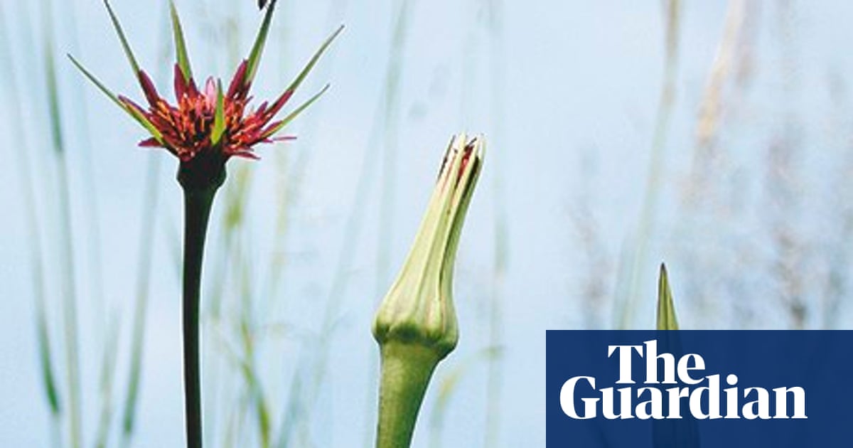 Had Moden syreindhold Alys Fowler: salsify | Gardening advice | The Guardian