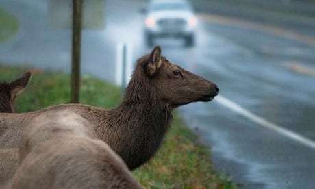 Norway's solution to elk collisions: disco poles | Animals | The Guardian