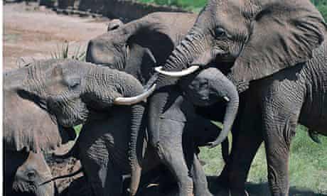 African elephants help a calf up a slope