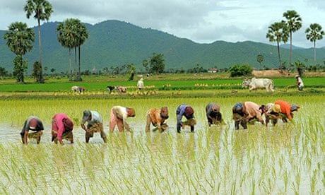 MDG : Cambodian farmers grow rice in a field
