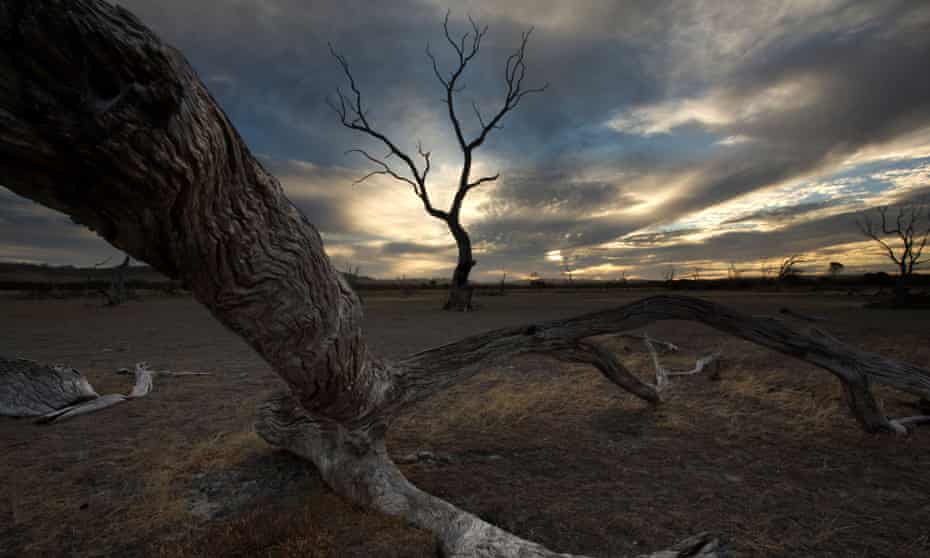 Trees after a bushfire near Emu bay Kangaroo Island, SA.