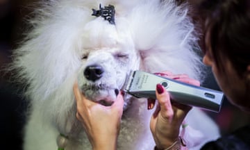 A Belgium team member grooms a White Standard Poodle