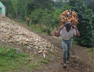 Guatemala picture diary: About agriculture