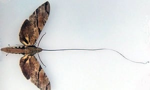 Darwin's moth and its absurdly long proboscis