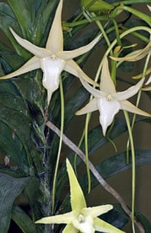 flowers of the orchid A. sesquipedale