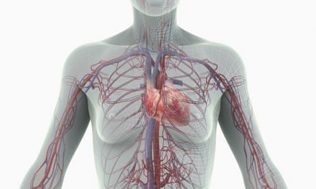 Cardiovascular model