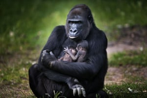 New born gorilla twins snuggle up in their mother's arms in the Burgers Zoo in Arnhem, The Netherlands.