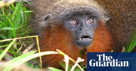 New species of the Amazon rainforest - in pictures | Environment | The  Guardian