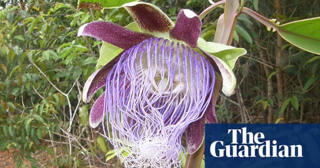 New Species Of The Amazon Rainforest In Pictures Environment The Guardian New Species Of The Amazon Rainforest In Pictures Environment The Guardian