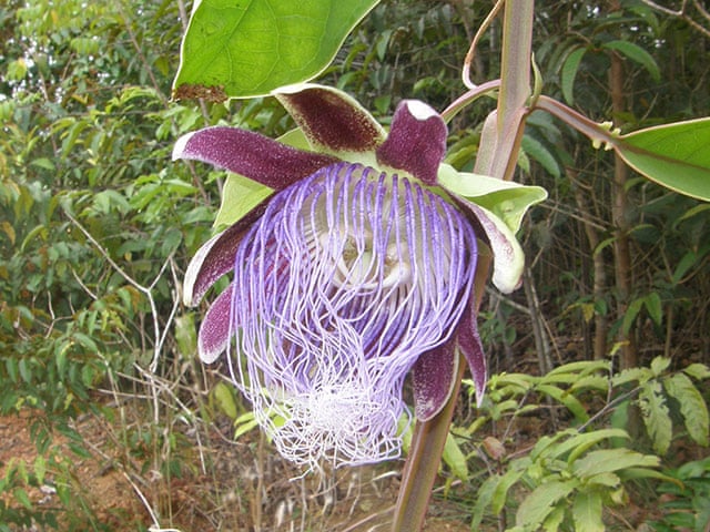 New Species Of The Amazon Rainforest In Pictures Environment The Guardian