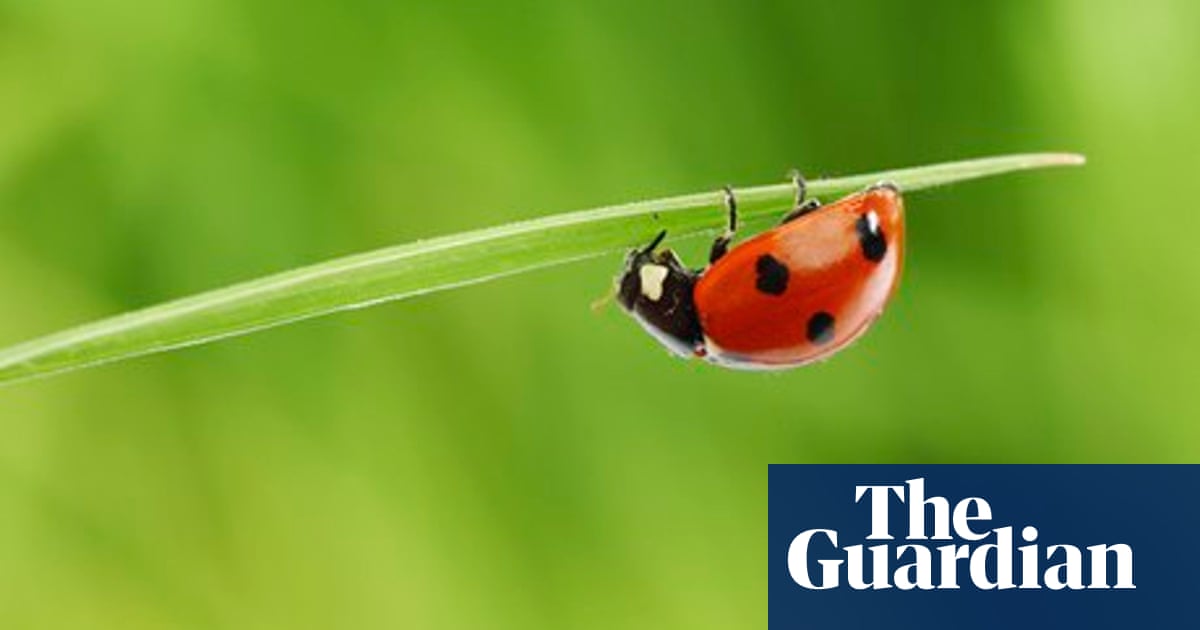 How Can I Help The Ladybirds Life And Style The Guardian How Can I Help The Ladybirds Life And Style The Guardian