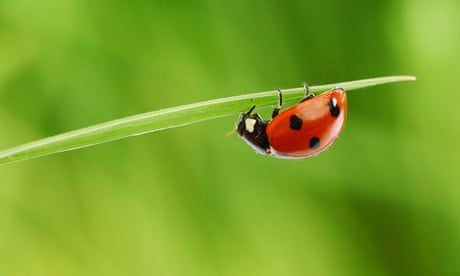 How Can I Help The Ladybirds Life And Style The Guardian