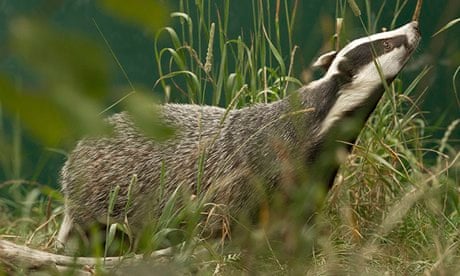 A badger