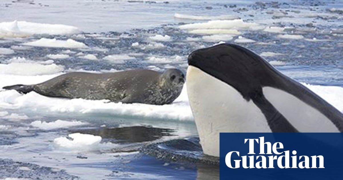 Killer Whales Beneath The Surface Tv Review Television