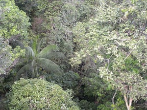 Trees Of The Amazon Rainforest In Pictures Environment The Guardian Trees Of The Amazon Rainforest In Pictures Environment The Guardian