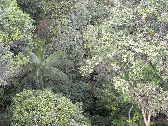 Trees Of The Amazon Rainforest In Pictures Environment The Guardian Trees Of The Amazon Rainforest In Pictures Environment The Guardian