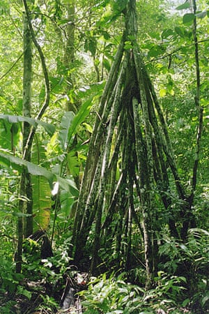 Trees Of The Amazon Rainforest In Pictures Environment The Guardian Trees Of The Amazon Rainforest In Pictures Environment The Guardian