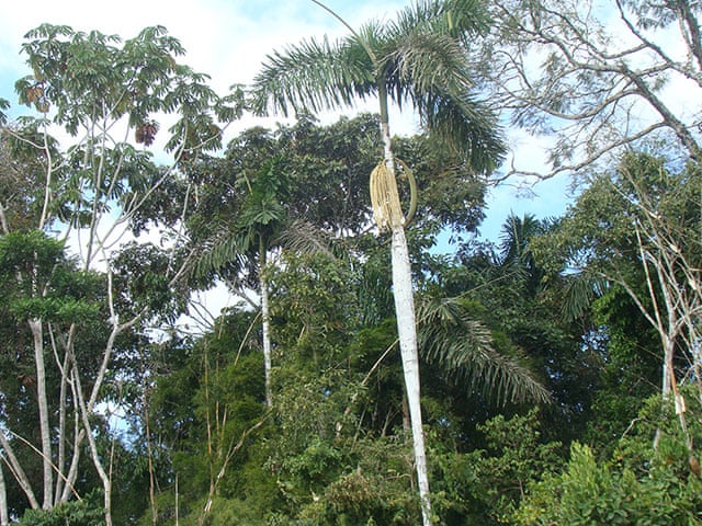 Trees Of The Amazon Rainforest In Pictures Environment The Guardian Trees Of The Amazon Rainforest In Pictures Environment The Guardian
