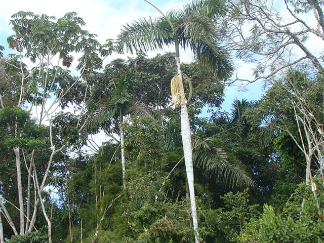 Trees Of The Amazon Rainforest In Pictures Environment The Guardian