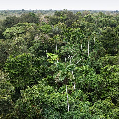 Trees Of The Amazon Rainforest In Pictures Environment The Guardian