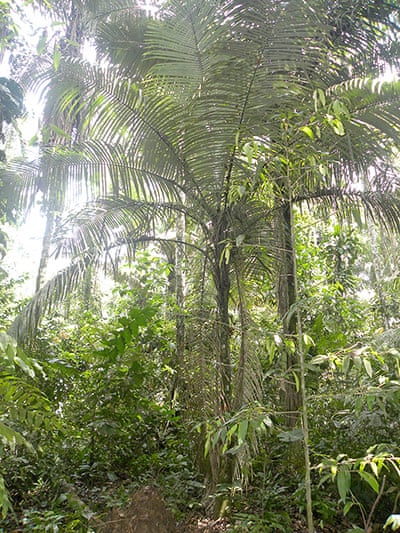 Trees Of The Amazon Rainforest In Pictures Environment The Guardian Trees Of The Amazon Rainforest In Pictures Environment The Guardian