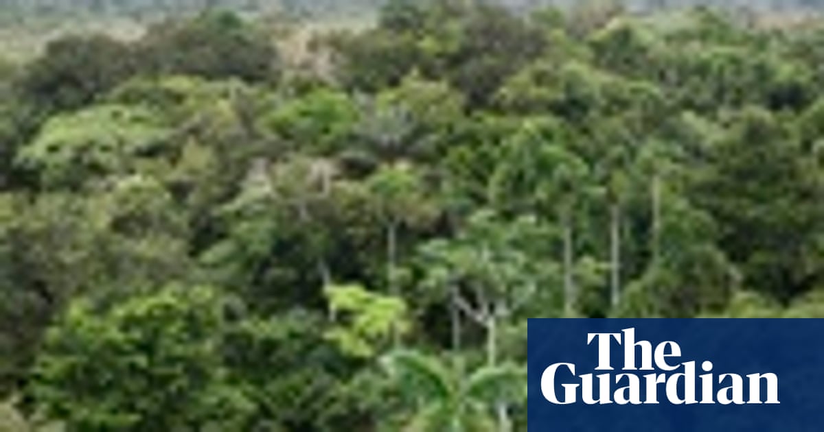 Trees Of The Amazon Rainforest In Pictures Environment The Guardian