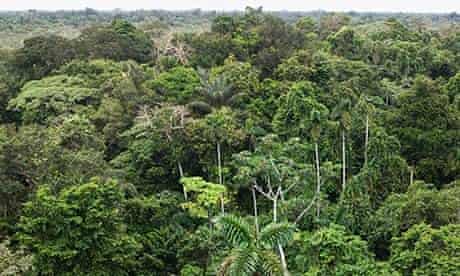 Aerial view of Amazon rainforest