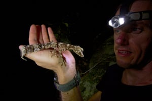 New species of Queensland: Leaf-tailed gecko
