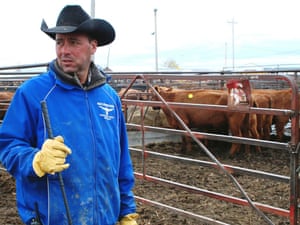 Resultado de imagem para When snowstorms bury the grazing lands, ranchers must feed their herds by hand.