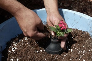 tear gas garden: A Palestinian man plants a flower in a tear gas canister 