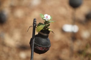 tear gas garden: A close up of a flower planted in a tear gas canister