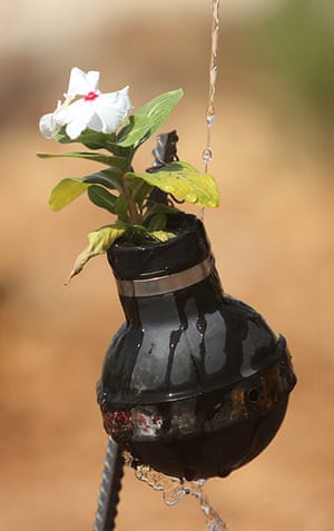 tear gas garden: A close up of a flower being watered