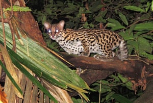 RAP in Suriname: Conservation International team discovered new species