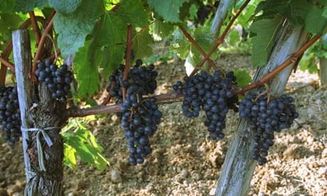 Protecting vineyards from birds with drones is study topic - Fruit