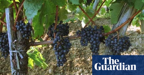 Image result for stakes supporting vines grapes