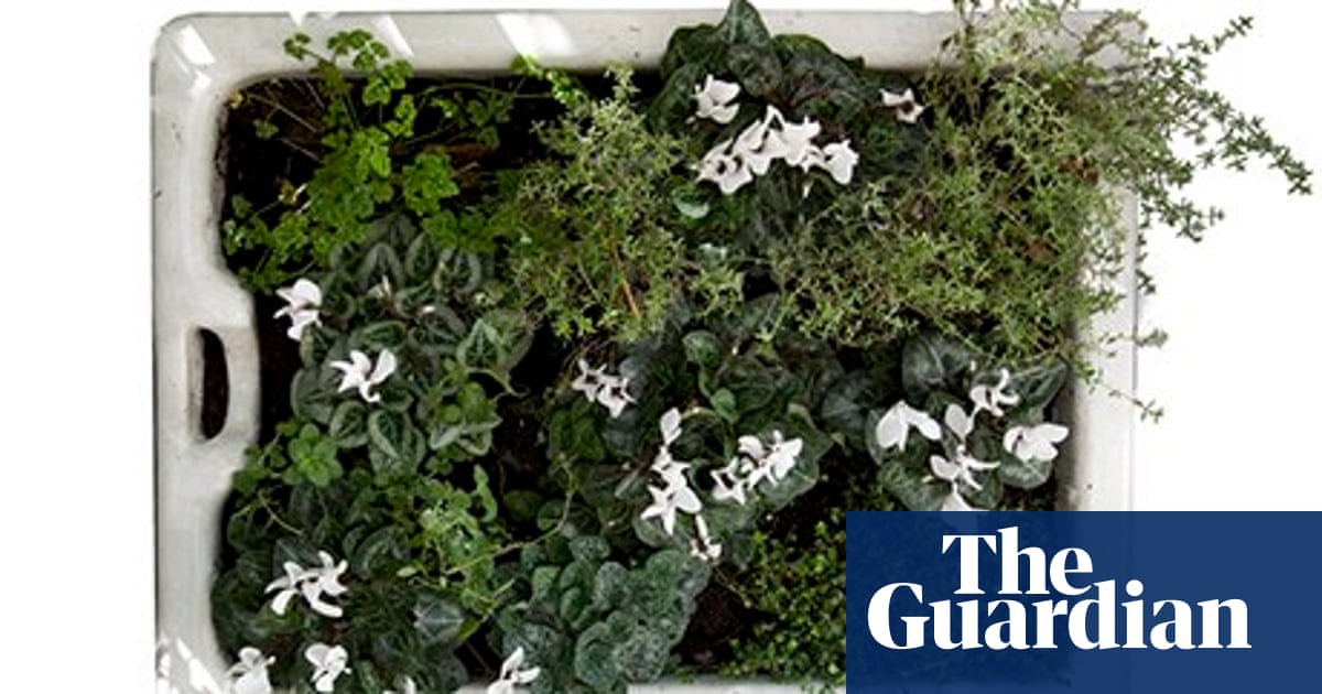 Gardens: winter pots with a difference | Life and style | The Guardian