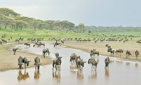 Migrating wildebeest in Serengeti national park, Tanzania. 