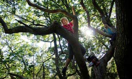 Children climbing trees